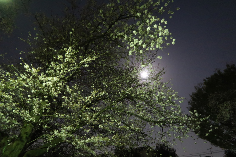 満月の下で夜桜