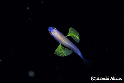 ナミダテンジクの仲間と思われる稚魚