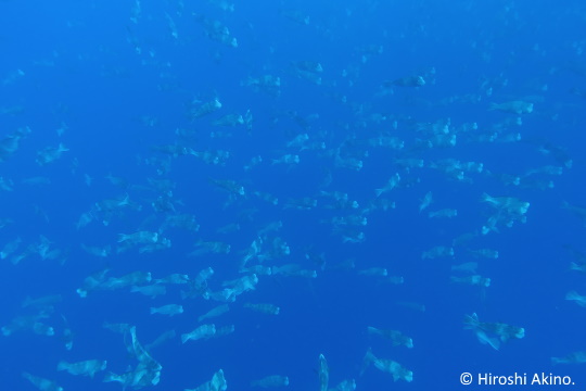 カンムリブダイの産卵