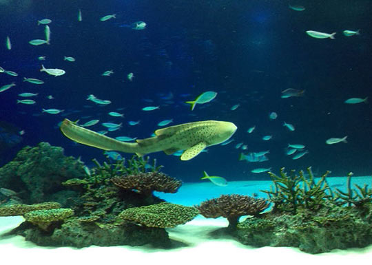 サンシャイン水族館の水槽