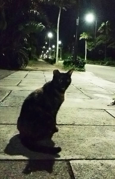 夜中に散歩するココちゃん（猫）