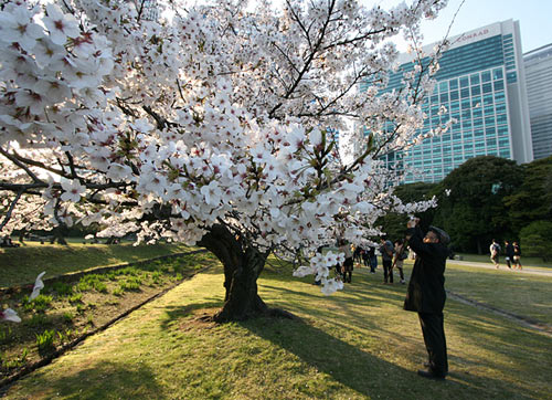 浜離宮の桜