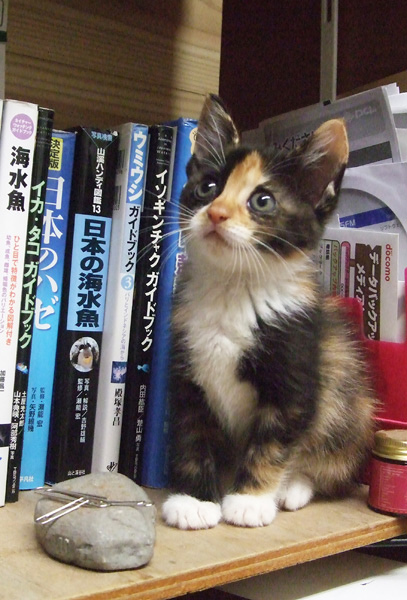 チャコちゃん チャコちゃん
