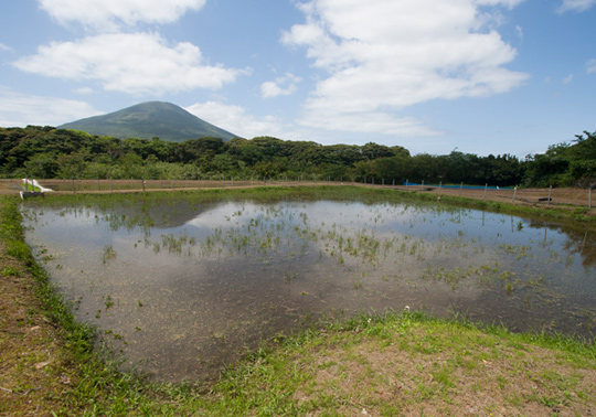 小さな水田