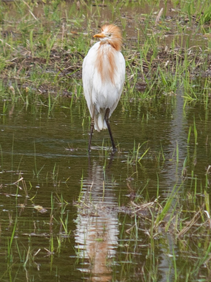 アマサギ