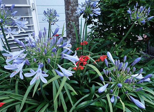 アガパンサスの花