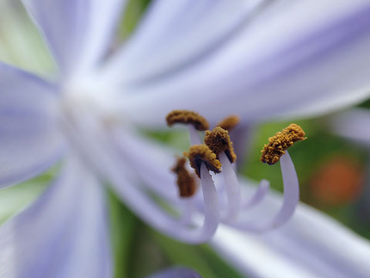 アガパンサスの花のアップ