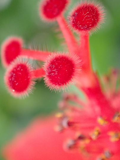 ハイビスカスの花のアップ