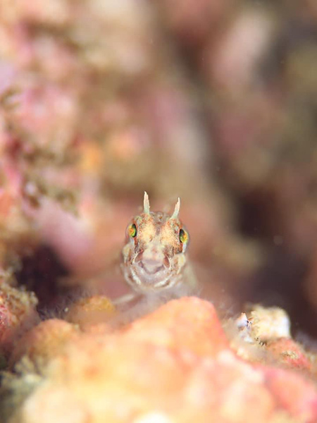 イソギンポの幼魚