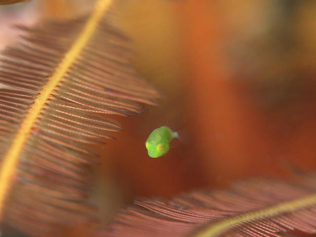 アオサハギの幼魚