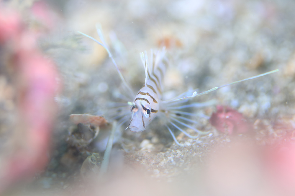 ミノカサゴの幼魚