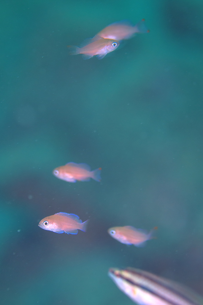 アカオビハナダイの幼魚