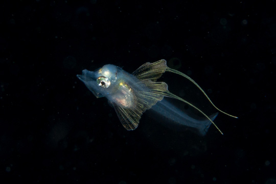 カナガシラ属一種の稚魚