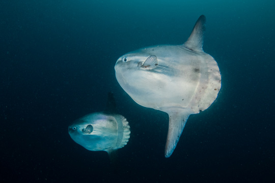 マンボウ