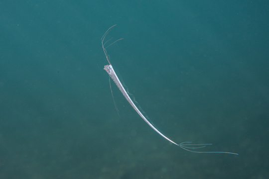 リュウグウノツカイの稚魚