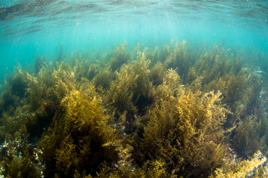 先端の海藻