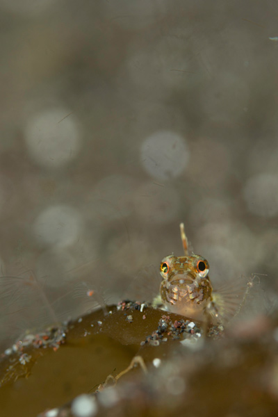 アナハゼ類の幼魚