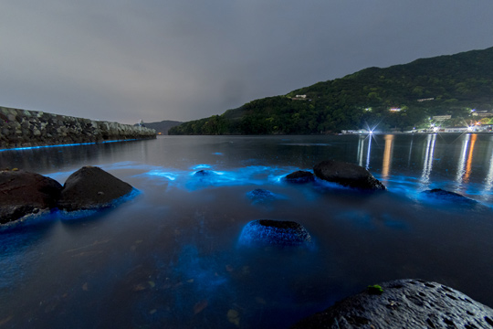 夜光虫の光る大瀬