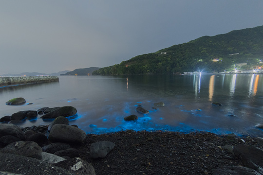 夜光虫の光る大瀬 2日目