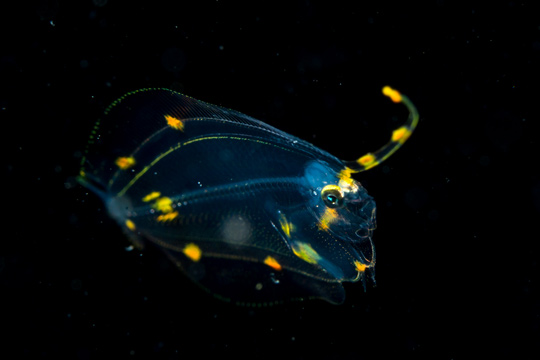 カレイの仲間の稚魚