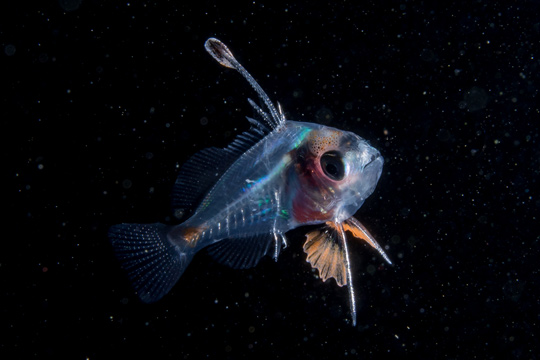 トビハタの稚魚