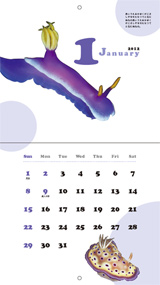 ウミウシカレンダー