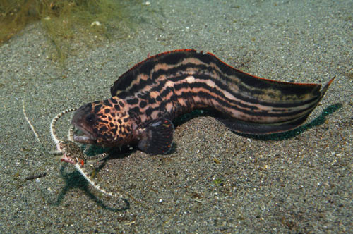 オオカミウオの幼魚