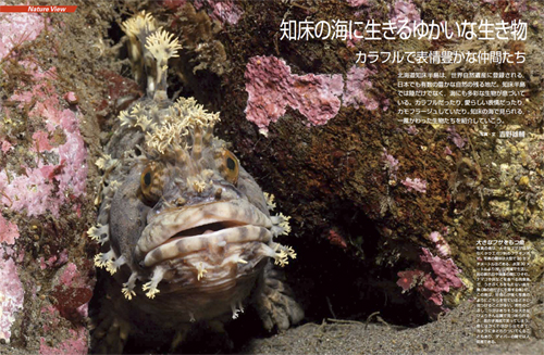 知床の海に生きるゆかいな生き物