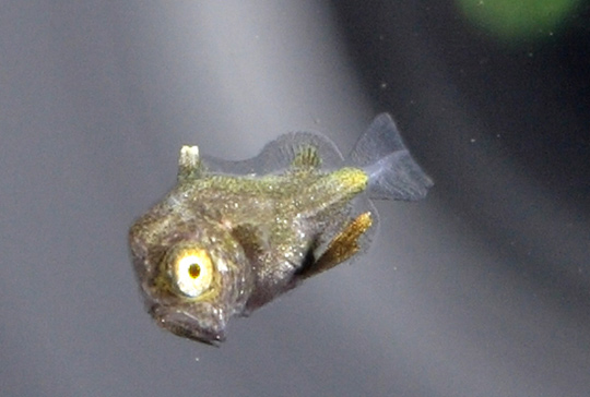 マトウダイの幼魚 マトウダイの幼魚