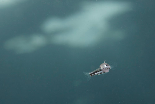 ニジギンポの浮遊期の稚魚