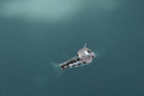 ニジギンポの浮遊期の稚魚