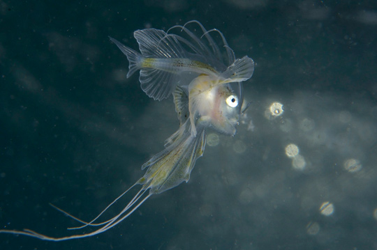 キアンコウの幼魚