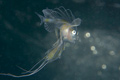 キアンコウの幼魚