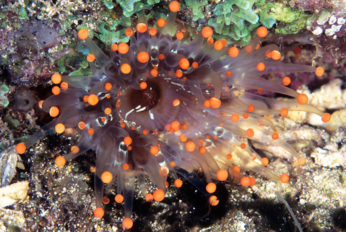 カリブ海のイソギンチャク