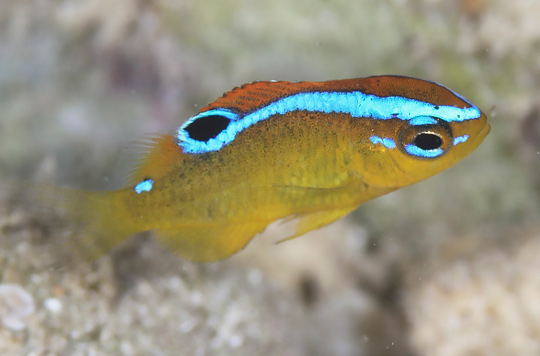 イチモンスズメダイの幼魚