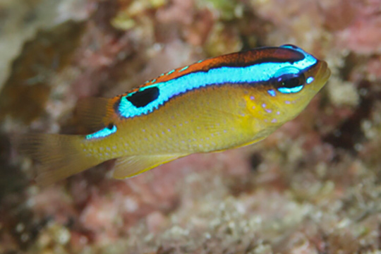 ミヤコキセンスズメダイの幼魚