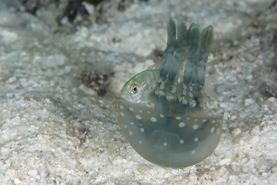 タコクラゲの仲間の陰に隠れるアジの子供