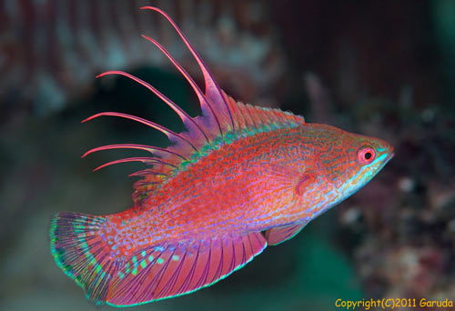 ラインスポット・フラッシャーラス（Line-spot Flasher-wrasse ）