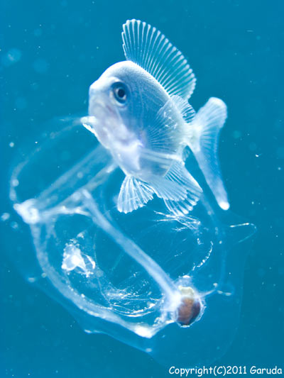 浮遊するホヤの仲間に寄り添うナゾの幼魚