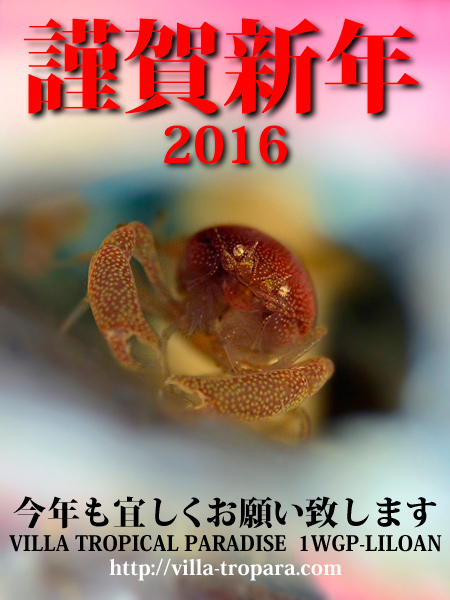 謹賀新年 2016 今年も宜しくお願い致します