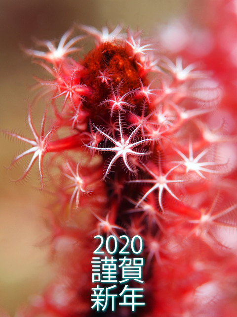 2020 謹賀新年