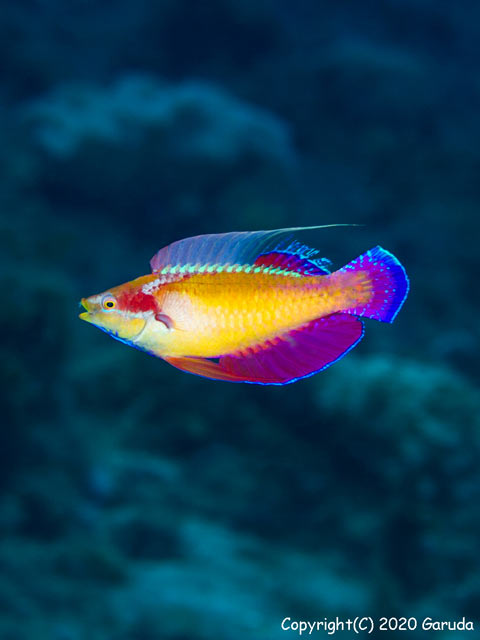 Tono's Fairy Wrasse