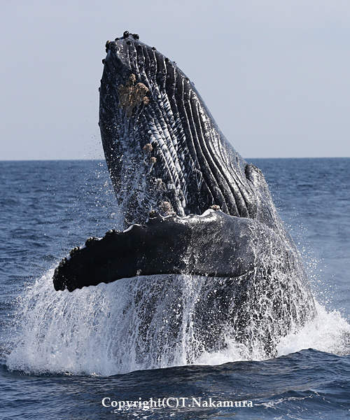 ザトウクジラ