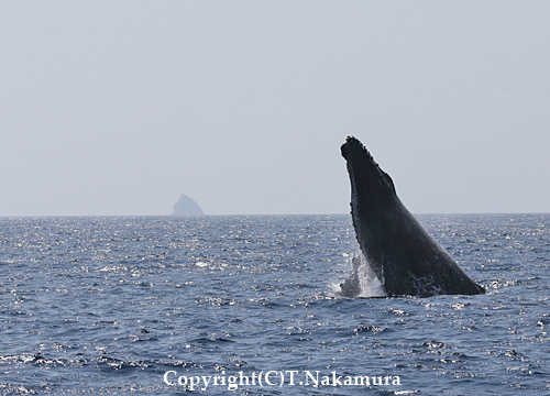 ザトウクジラ