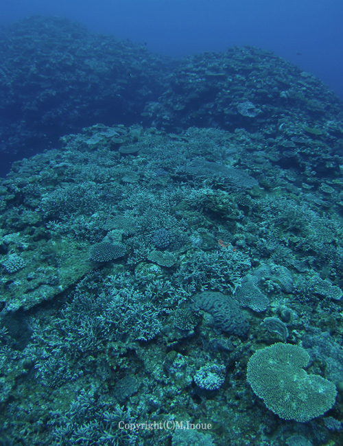 久米島の珊瑚礁