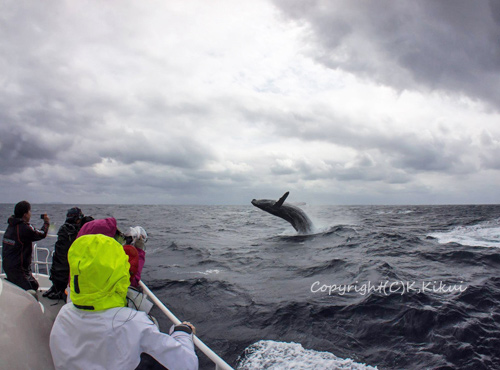 ザトウクジラのブリーチ