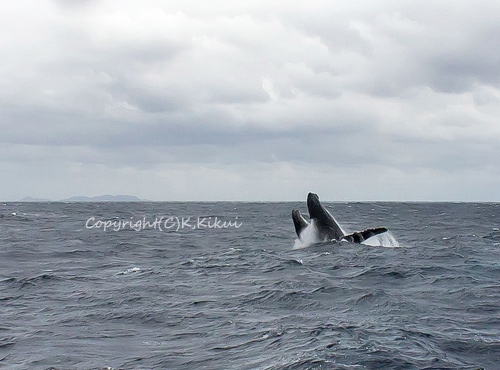 ザトウクジラのブリーチ