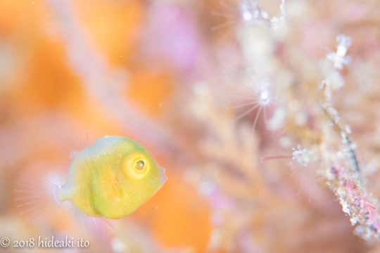 アオサハギの幼魚