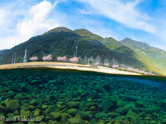 河津桜