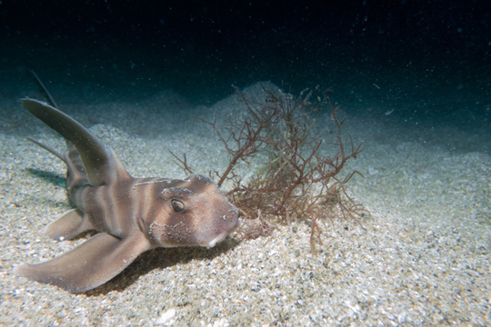 ネコザメの幼魚